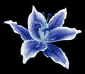 Blue Lily Flower On A Black Background Isolated With Clipping Path. For Design.