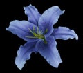 Blue lily flower on the black isolated background with clipping path no shadows. For design, texture, borders, frame, backgrou Royalty Free Stock Photo