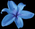 Blue Lily Flower On Isolated Black Background With Clipping Path. Closeup. No Shadows. For Design.
