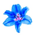 Blue lily flower isolated white background clipping path