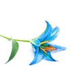 Blue Lily Flower On White Background Isolated