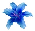 Blue Lily Flower On A White Isolated Background With Clipping Path No Shadows. For Design, Texture, Borders, Frame, Background