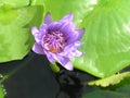 Blue lotus in the pond on the background of green leaves.