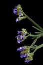 Blue Limonium sinuatum flower