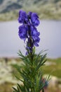 Blue Linaria Vulgaris - Common Toadflax Royalty Free Stock Photo