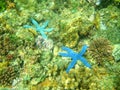 Blue Linckia among Corals Royalty Free Stock Photo