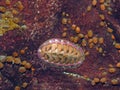 Blue Lined Chiton (Tonicella undocaerulea) Royalty Free Stock Photo