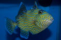 Blue line Triggerfish Pseudobalistes fuscus Royalty Free Stock Photo