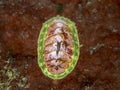 Blue Lined Chiton (Tonicella undocaerulea) Royalty Free Stock Photo