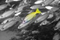 Blue lined snapper fish standing out among several fishes underwater