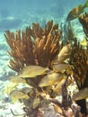 Blue lined Snapper off the Galapagos Islands