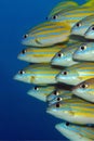 Blue-lined Snappers