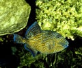 Blue or Blue-Lined Tiggerfish, pseudobalistes fuscus Royalty Free Stock Photo