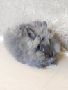 Blue Lion Head Rabbit