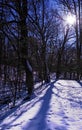 Blue Lit Winter Trail Royalty Free Stock Photo