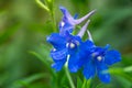 Blue little flower.Summer meadow