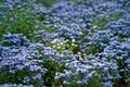 Blue little flowers on bush, Meadow plant background: forget-me-not close up and green grass. Shallow DOF. Royalty Free Stock Photo