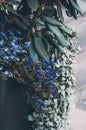 Blue little flowers closeup outdoors. Blooming flora in the basket