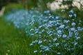 Blue little flowers - forget-me-not close-up and green leaves background texture. Meadow wild plant forgetmenot growing Royalty Free Stock Photo