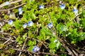 Blue little flowers among the green grass. Floral background. The first flowers in spring. Summer flowers. Flowering