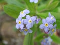 Blue little flowers of Myosotis sylvatica Royalty Free Stock Photo