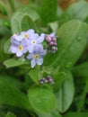 Blue little flowers of Myosotis sylvatica Royalty Free Stock Photo