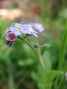 Blue little flowers of Myosotis sylvatica Royalty Free Stock Photo