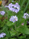 Blue little flowers of Myosotis sylvatica Royalty Free Stock Photo