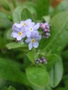 Blue little flowers of Myosotis sylvatica Royalty Free Stock Photo