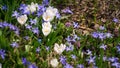 Blue little flowers and white crocus bloom