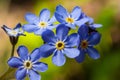 Blue little forget me not flowers on a green background on a sunny day in springtime macro photography. Blooming Myosotis Royalty Free Stock Photo