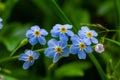 Blue little forget me not flowers on a green background on a sunny day in springtime macro photography. Blooming Myosotis Royalty Free Stock Photo