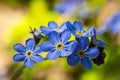Blue little forget me not flowers on a green background on a sunny day in springtime macro photography. Blooming Myosotis Royalty Free Stock Photo
