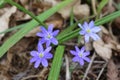 Blue liverwort bloomed in the spring forest Royalty Free Stock Photo