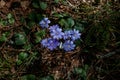 The blue liverwort Hepatica nobilis flowering in early spring, top view Royalty Free Stock Photo