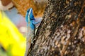 Blue lizar,beauty colorful Royalty Free Stock Photo