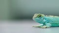 A Blue Lizard Closeup Royalty Free Stock Photo