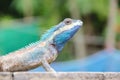 Blue Lizard Royalty Free Stock Photo