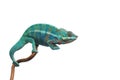 Blue lizard Panther chameleon isolated on white Royalty Free Stock Photo