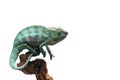 Blue lizard Panther chameleon isolated on white background Royalty Free Stock Photo