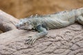 Blue lizard (Sceloporus serrifer) at tree trunk Royalty Free Stock Photo