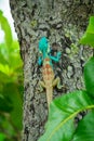 Blue lizard on a tree; Calotes Mystaceus Royalty Free Stock Photo