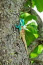 Blue lizard on a tree; Calotes Mystaceus Royalty Free Stock Photo