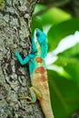 Blue lizard on a tree; Calotes Mystaceus Royalty Free Stock Photo