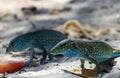 Blue Lizards on the Beach Royalty Free Stock Photo