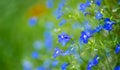 Blue lobelia Lobelia erinus closeup in the garden Royalty Free Stock Photo