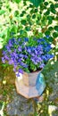 Blue Lobelia Erinus in the pot in a garden Royalty Free Stock Photo