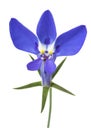 Blue lobelia flower