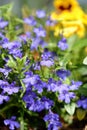 Blue lobelia flower in summer.