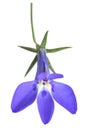 Blue lobelia flower
